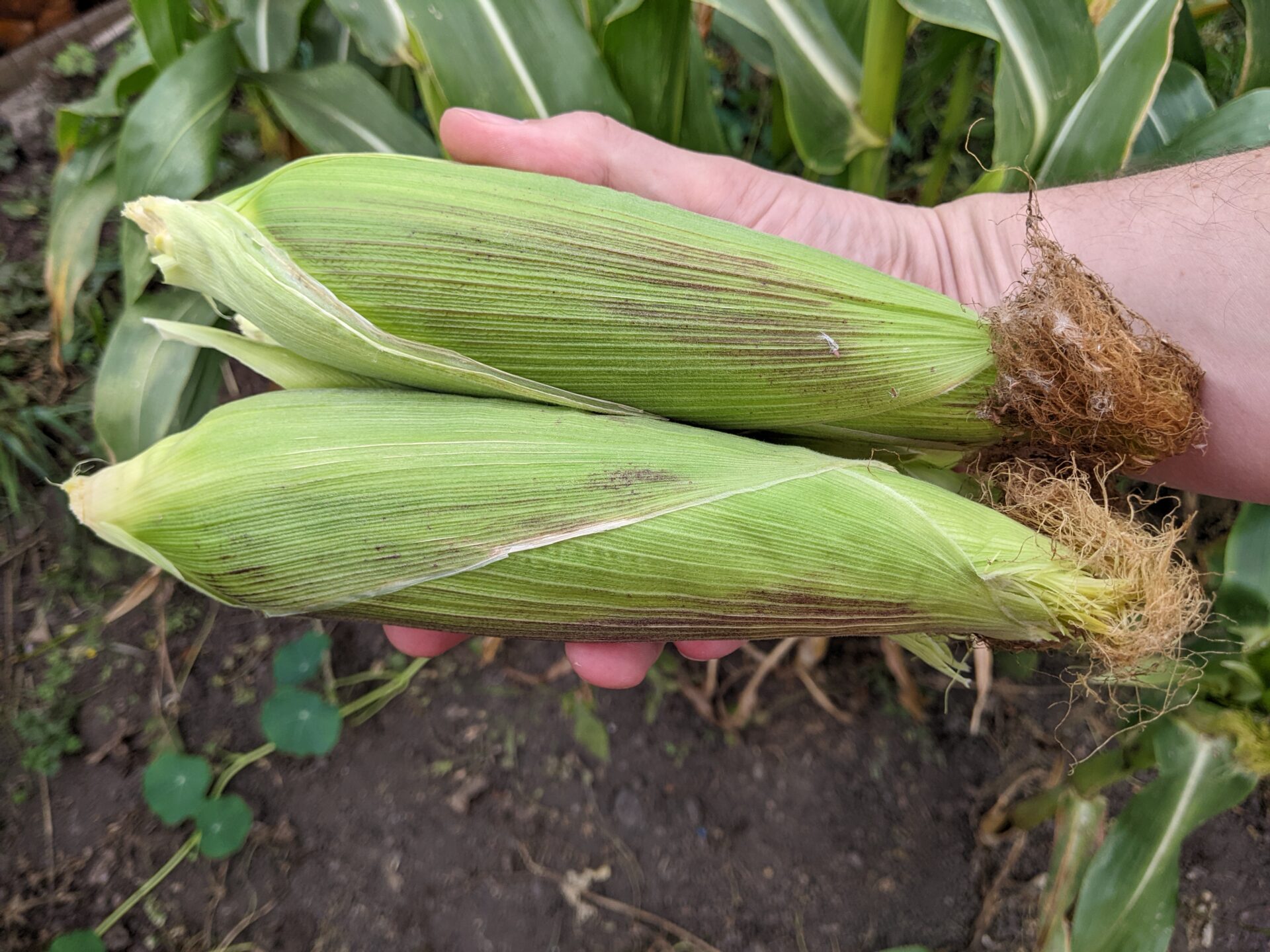 An a-maize-ing cornucopia of corn
