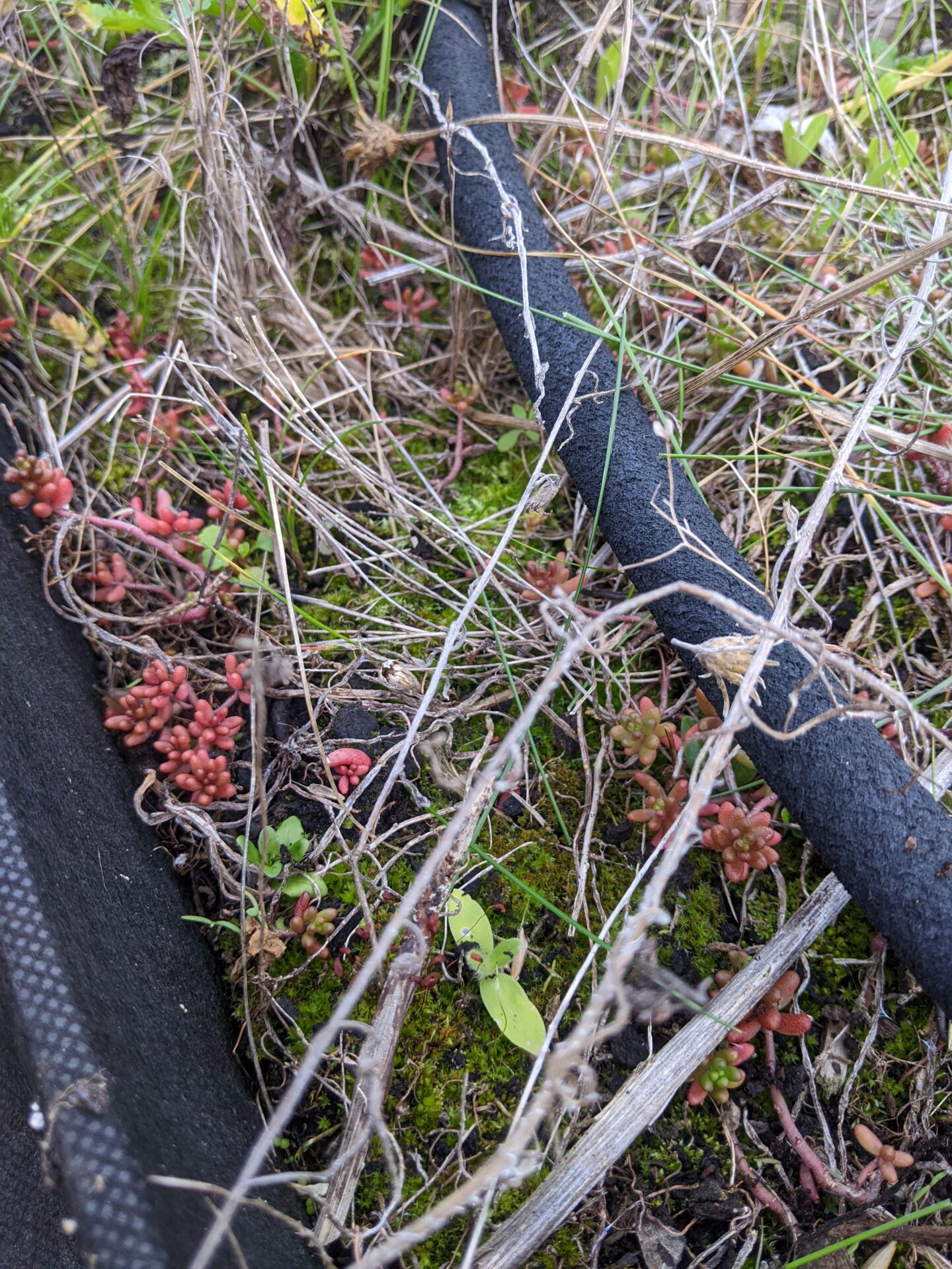 Shed roof garden maintenance