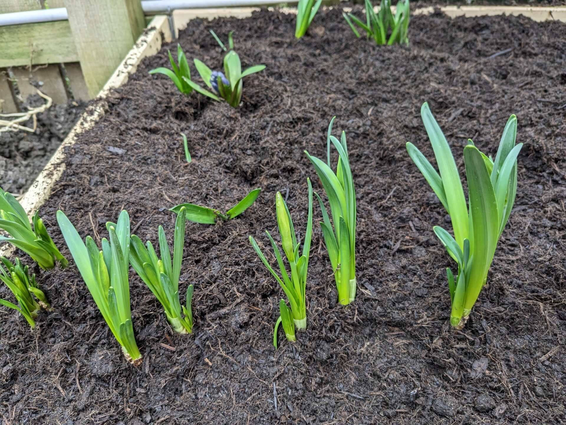 Making a Basic Raised Planter