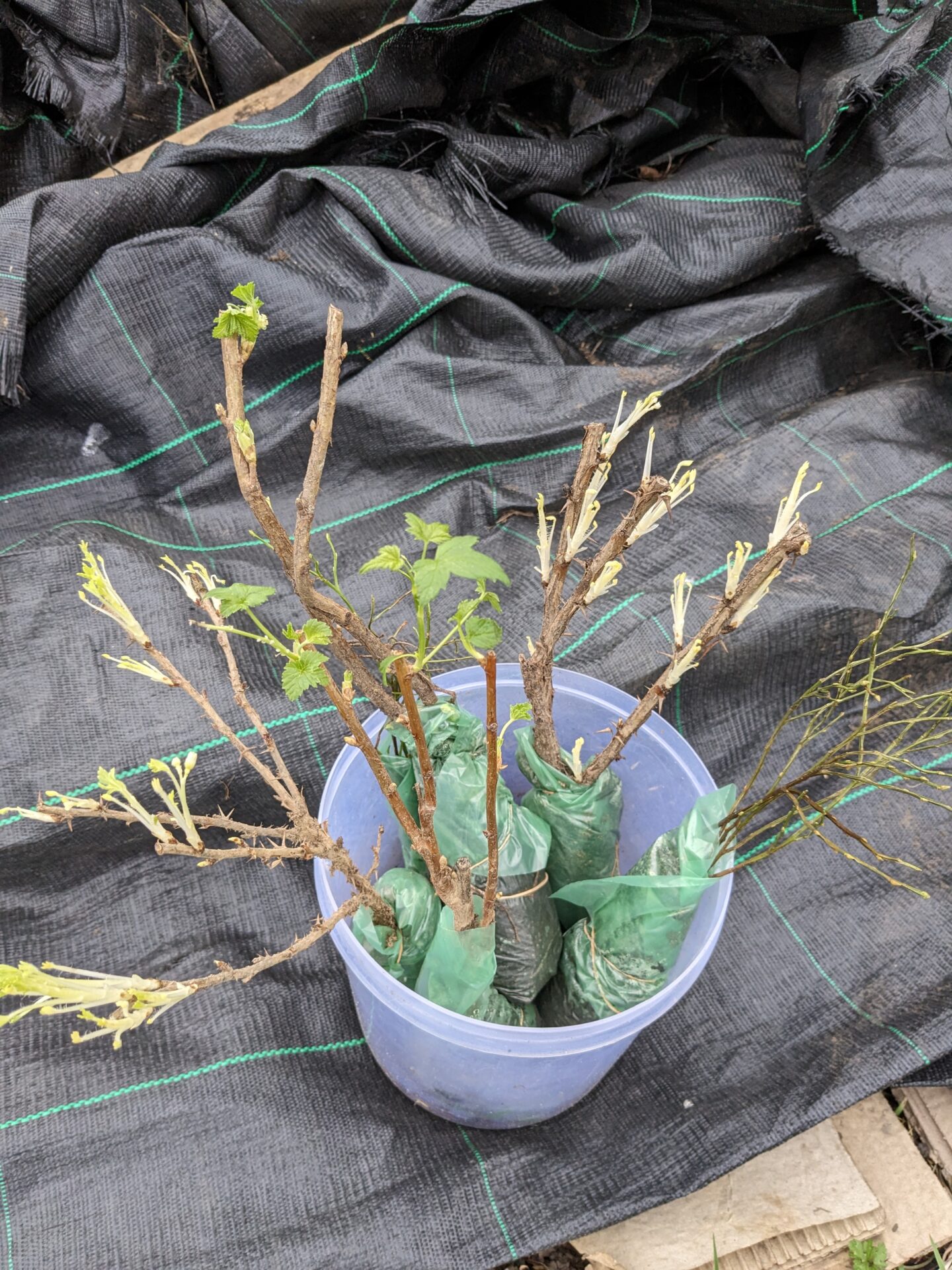 Planting Fruit Bushes