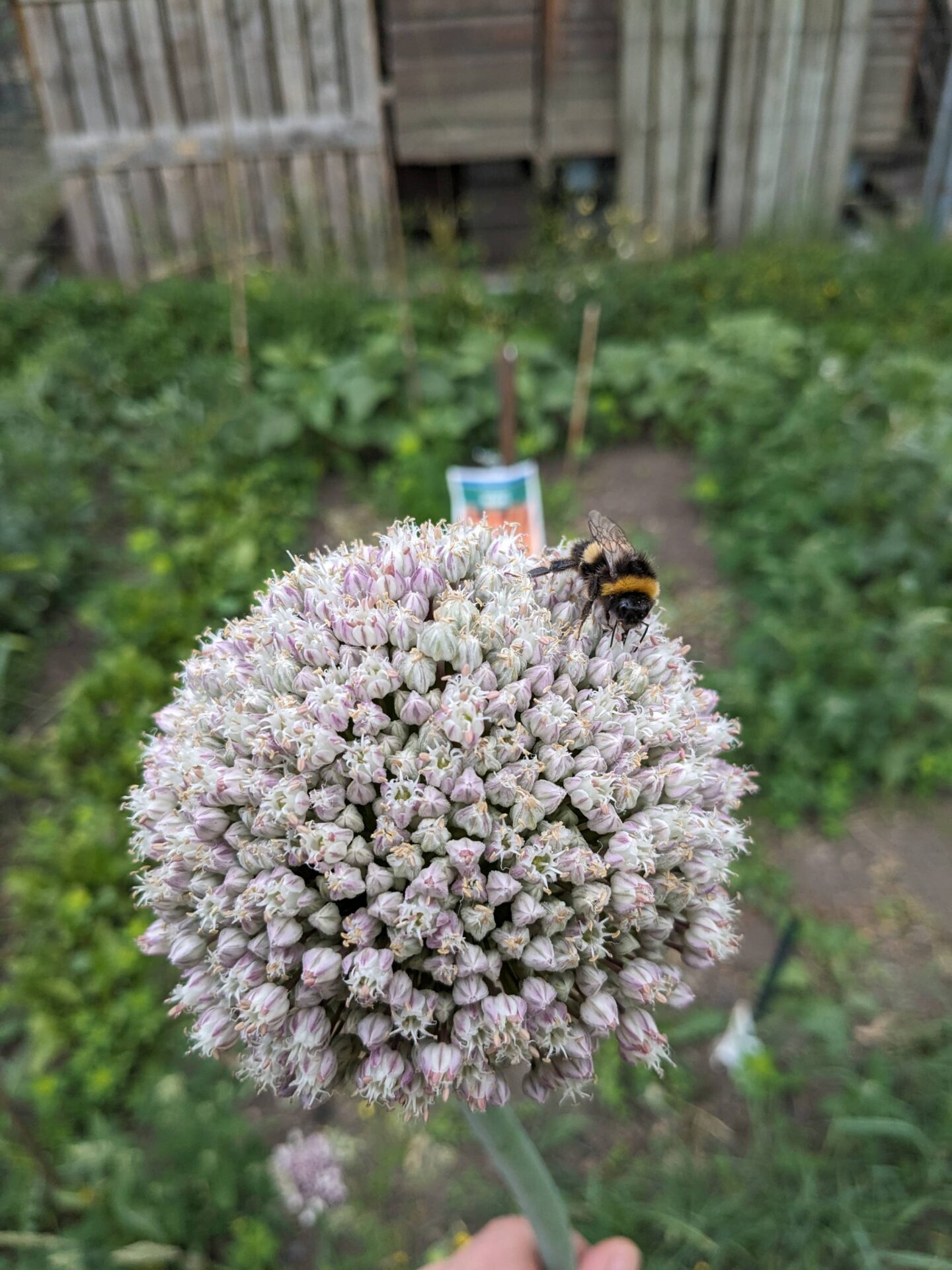 Things are starting to grow